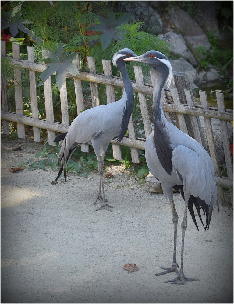 grues cendrées