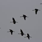 Grues Cendrées en contre jour