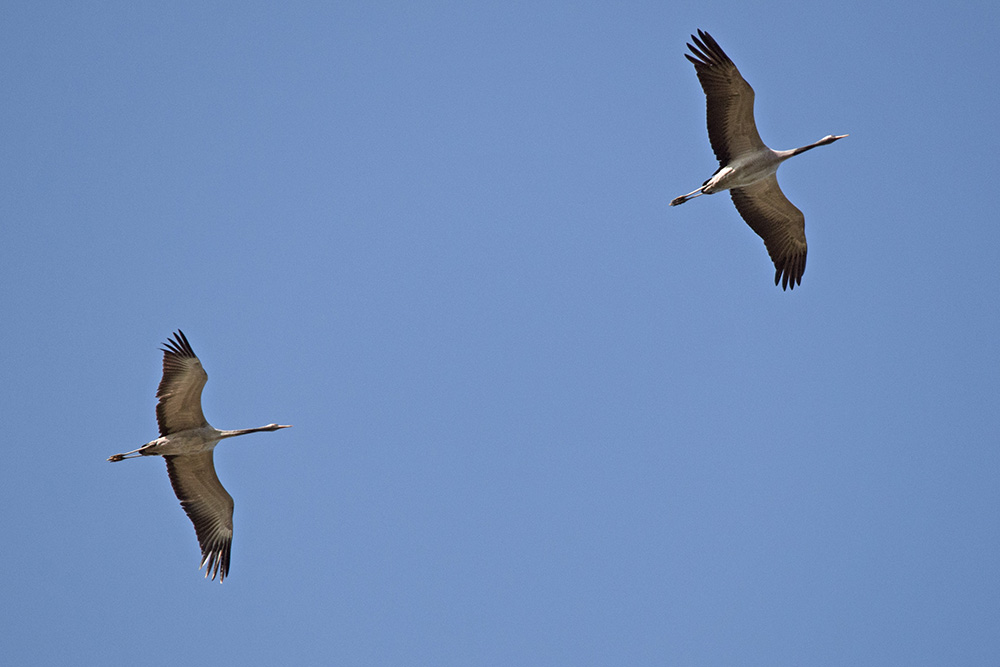 Grues cendrées (migration)