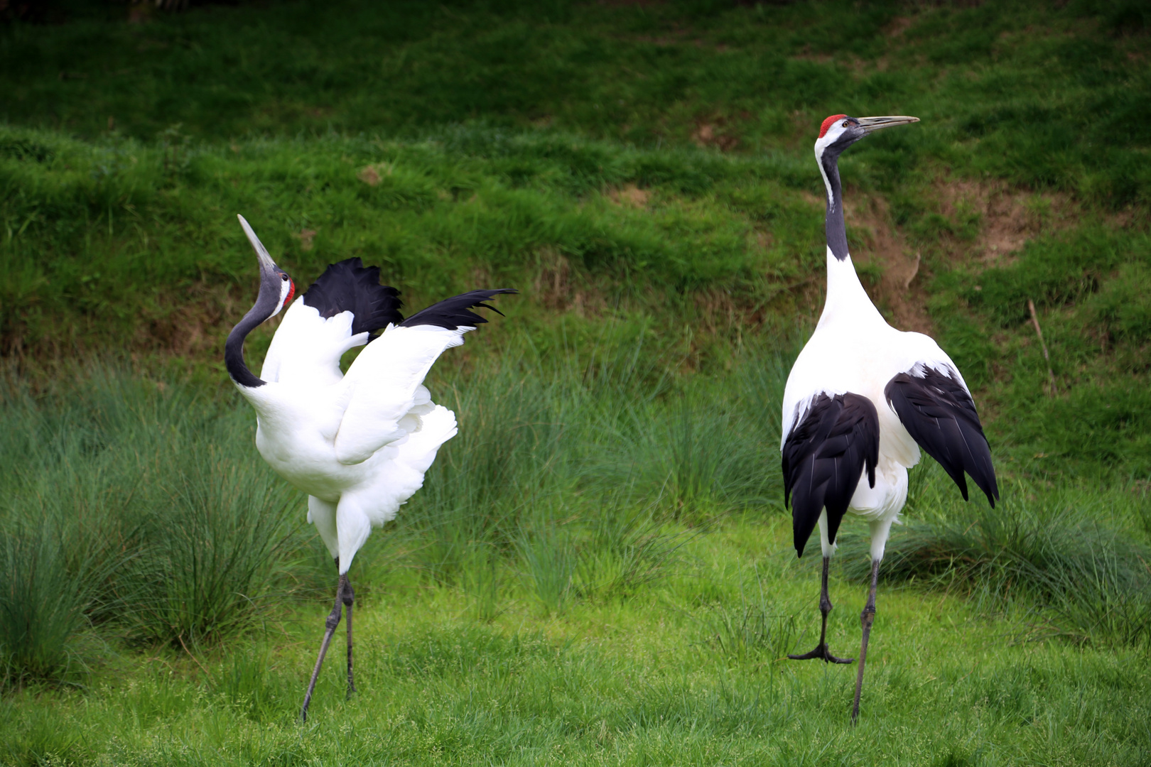 grues du japon