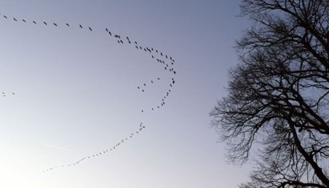 Grues en Limousin