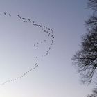 Grues en Limousin