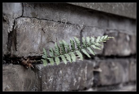 Grüß Deinen Miez-Miez, Ingrid...