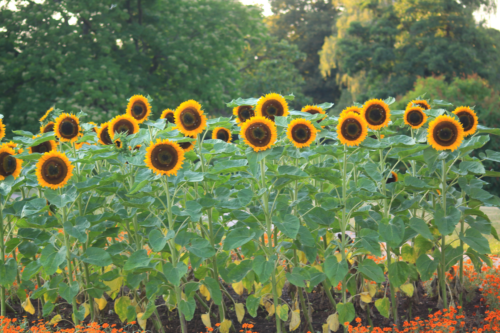 Grüß mir den Sommer