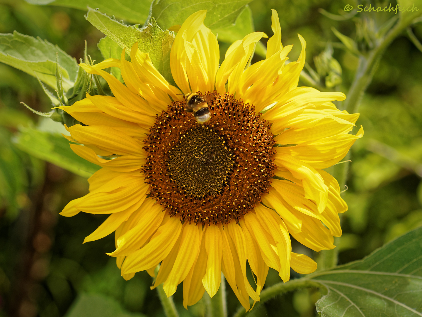 Grüß mir die Sonne