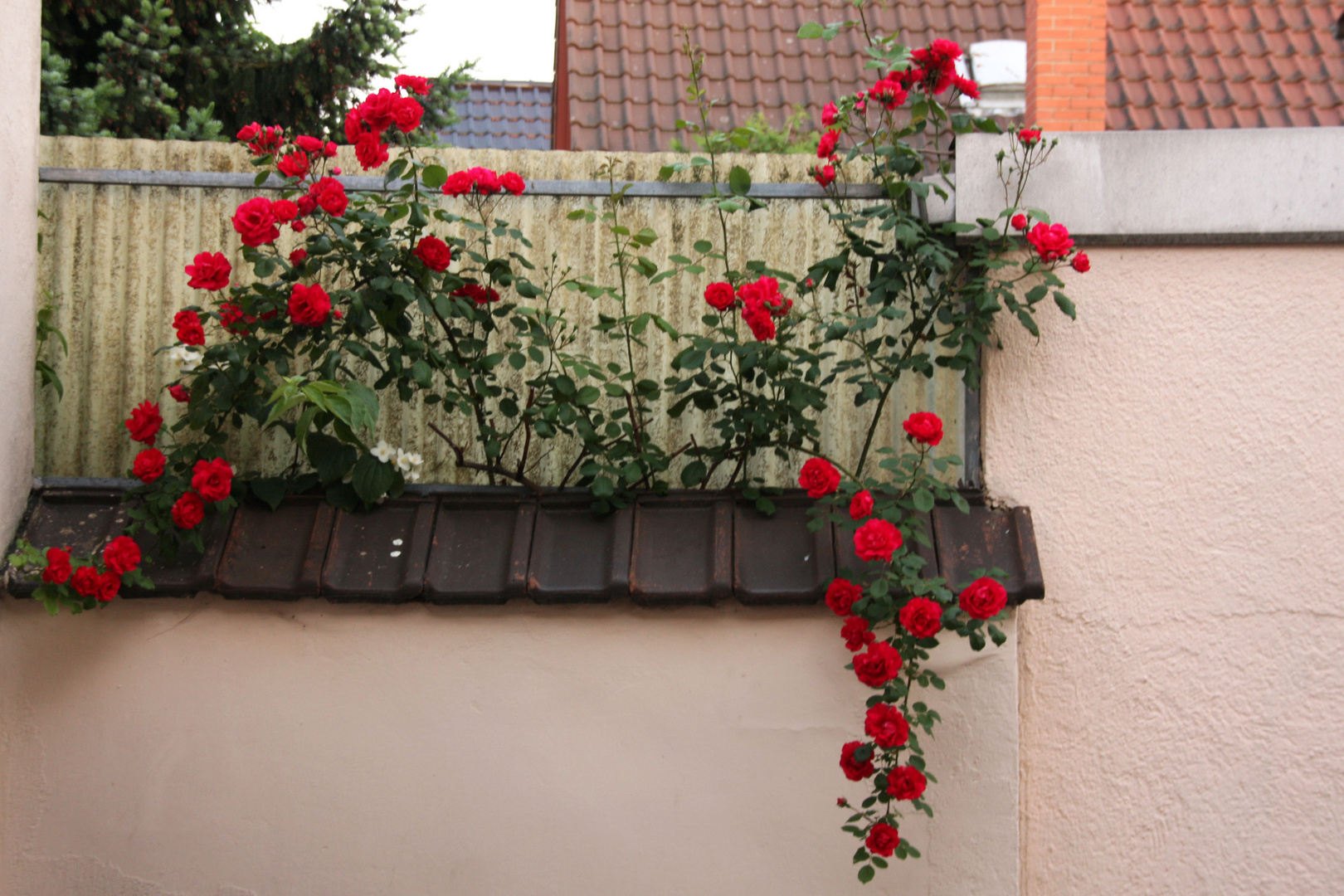 Grüß vom Nachbars Garten