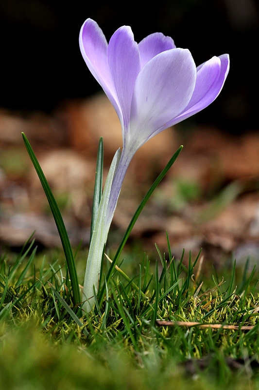 Grüsse an den Frühling