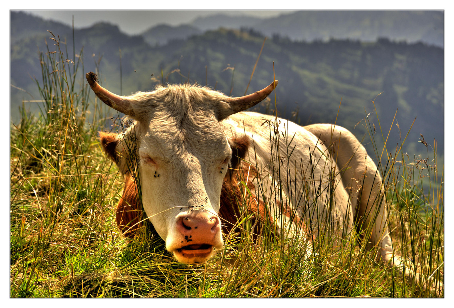 Grüße aus dem Allgäu