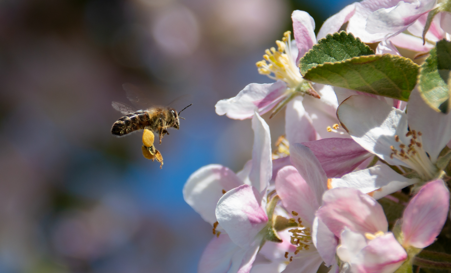 Grüße aus dem Alten Land. Die Äpfel bühen. Hier mit Bienchen.