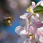 Grüße aus dem Alten Land. Die Äpfel bühen. Hier mit Bienchen.