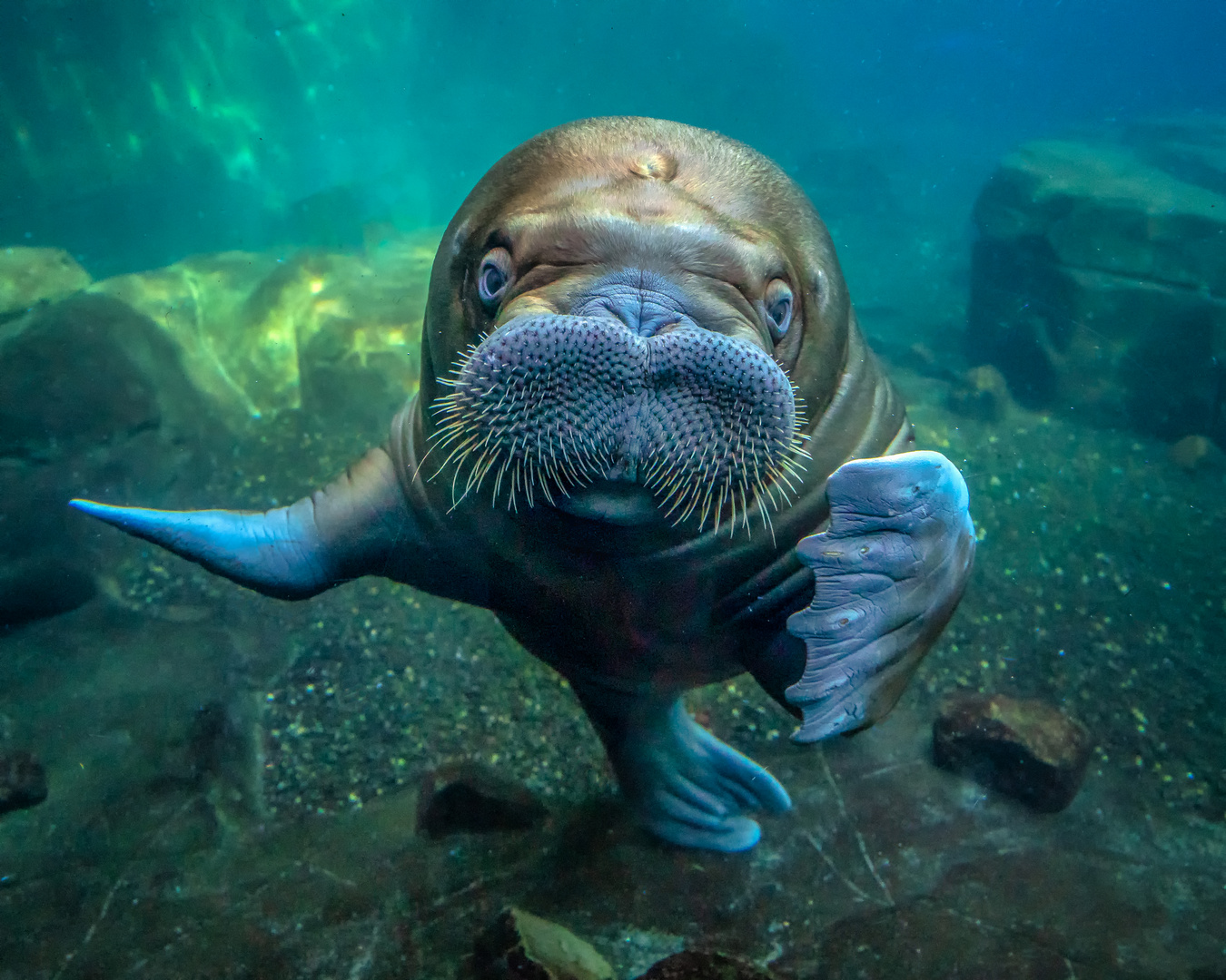 Grüße aus dem Eismeer vom Tierpark Hagenbeck