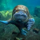 Grüße aus dem Eismeer vom Tierpark Hagenbeck