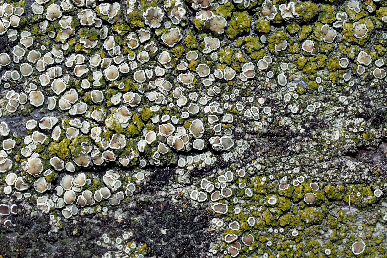 Grüsse aus dem Flechtenparadies! Krustenflechte (Lecanora sp. ?) * - La beauté des lichens!