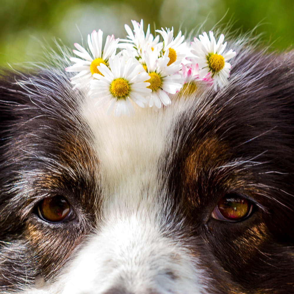 Grüße aus dem Frühling