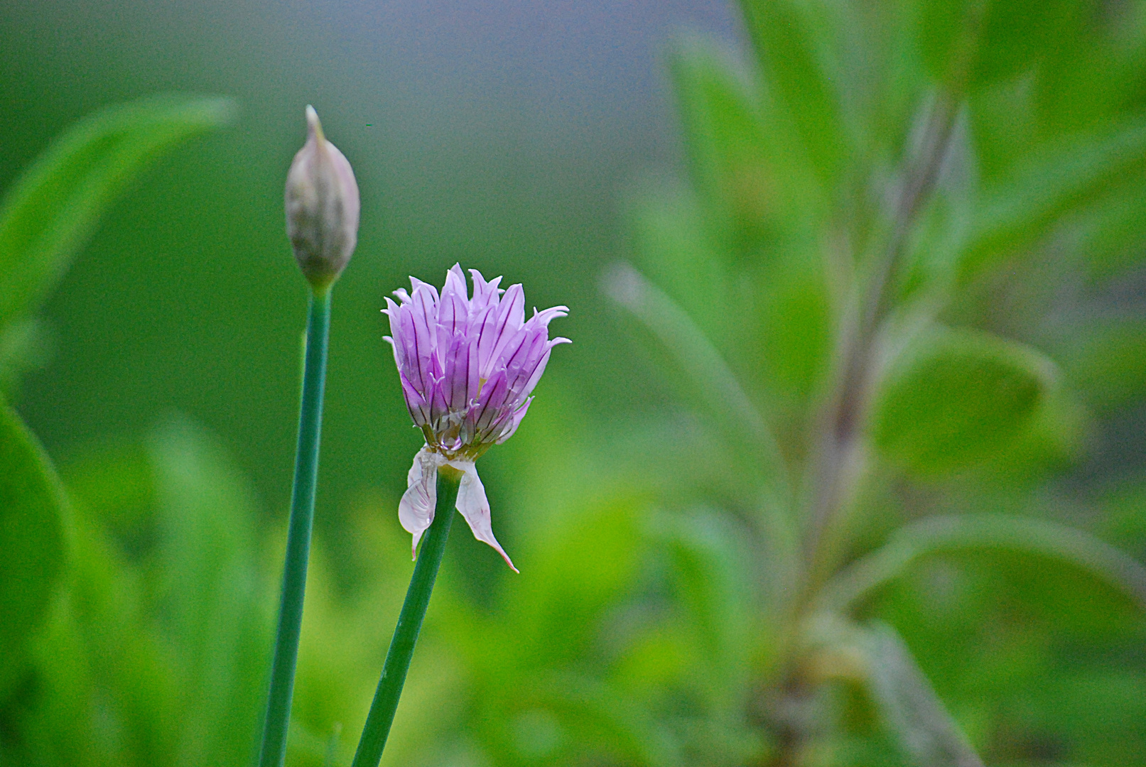 Grüße aus dem Kräutergarten...