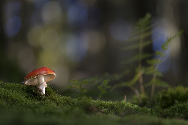 Grüße aus dem Märchenwald...