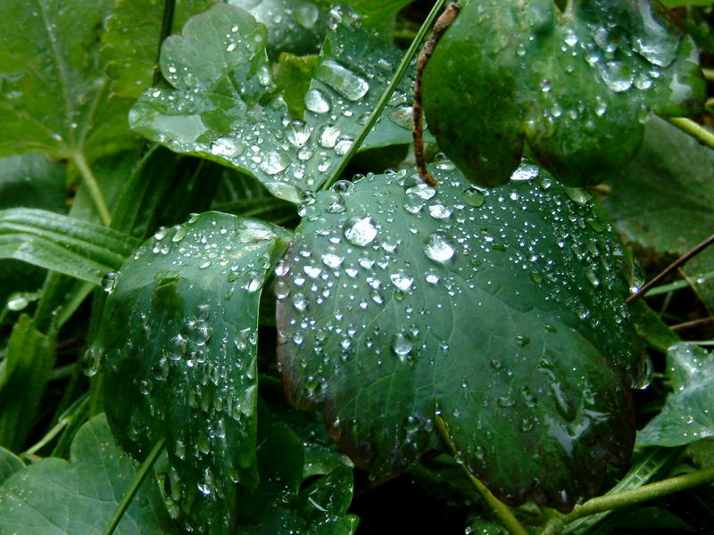 Grüße aus dem Regen !!