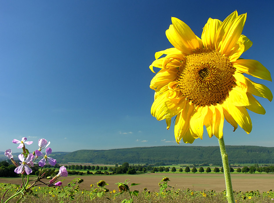 Grüße aus dem schmucken Weser-Bergland... (3. der Serie Girasol)