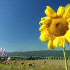 Grüße aus dem schmucken Weser-Bergland... (3. der Serie Girasol)