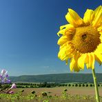 Grüße aus dem schmucken Weser-Bergland... (3. der Serie Girasol)