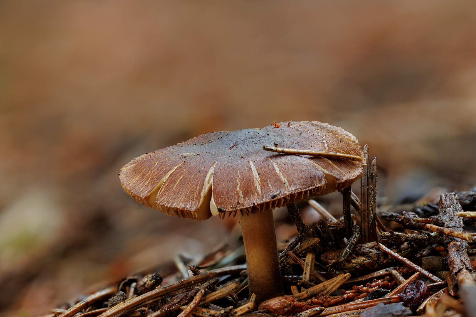 Grüße aus dem Wald