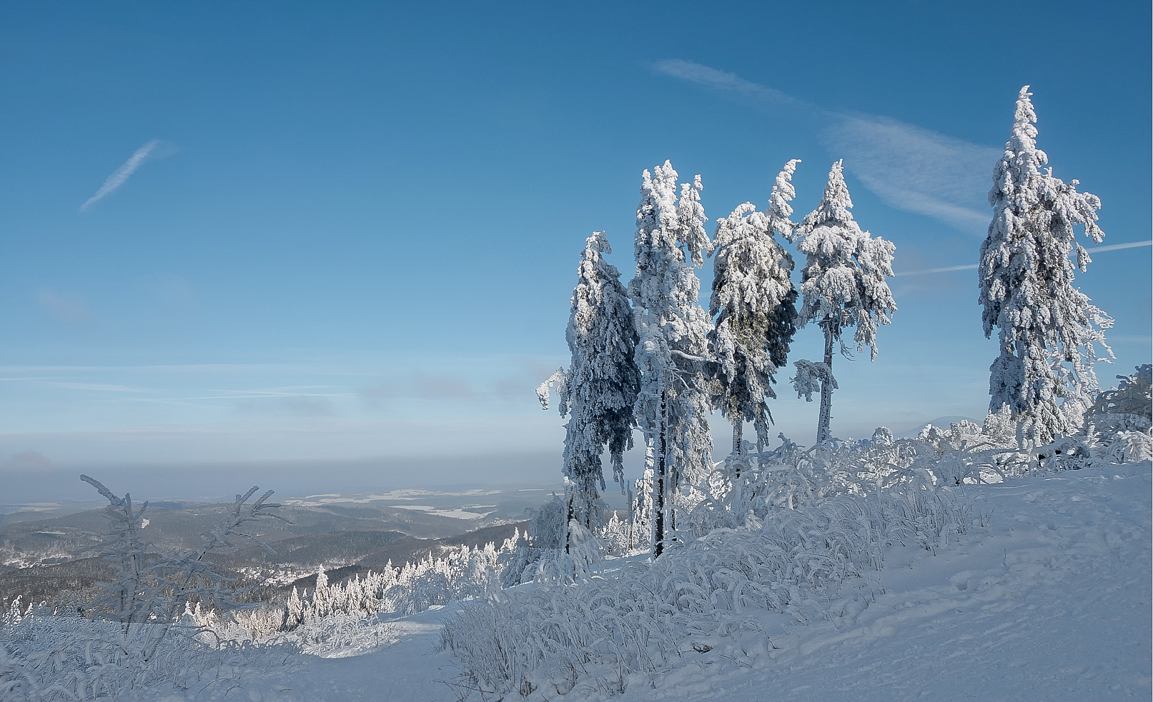 Grüße aus dem Winterwald