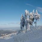 Grüße aus dem Winterwald