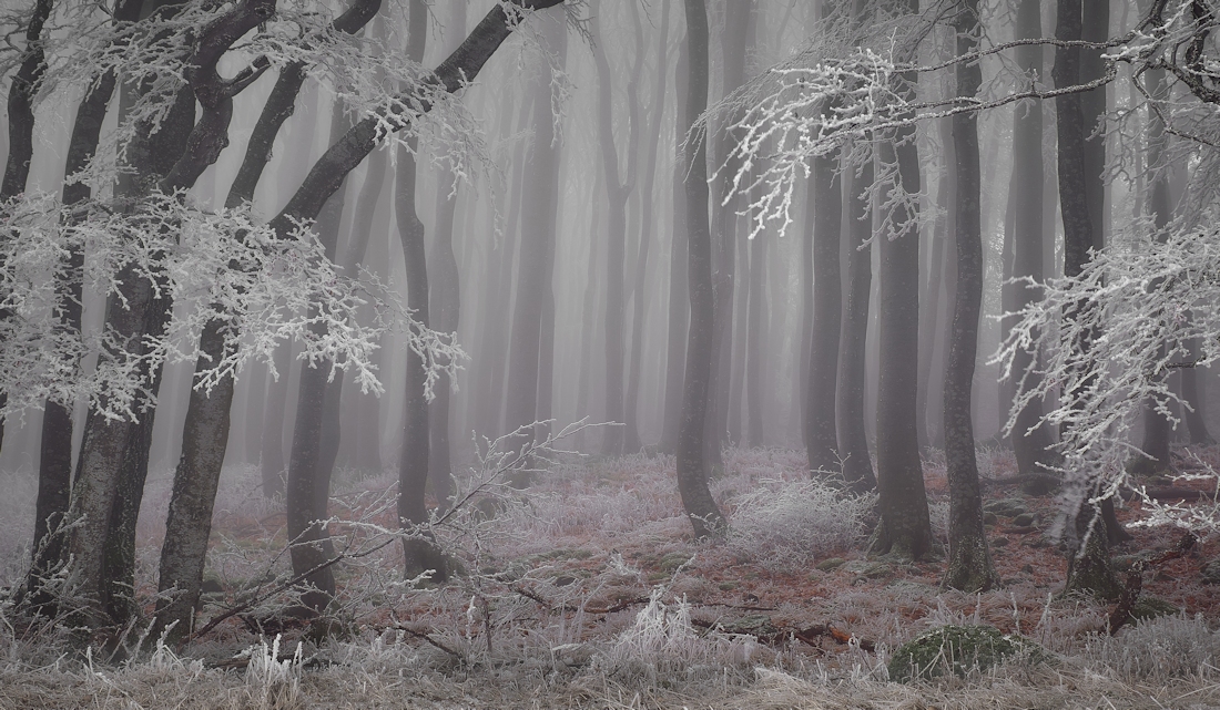 Grüße aus dem Winterwald...