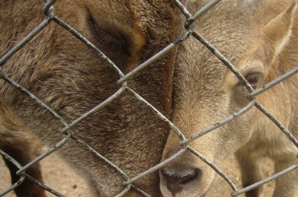 Grüße aus dem Zoo