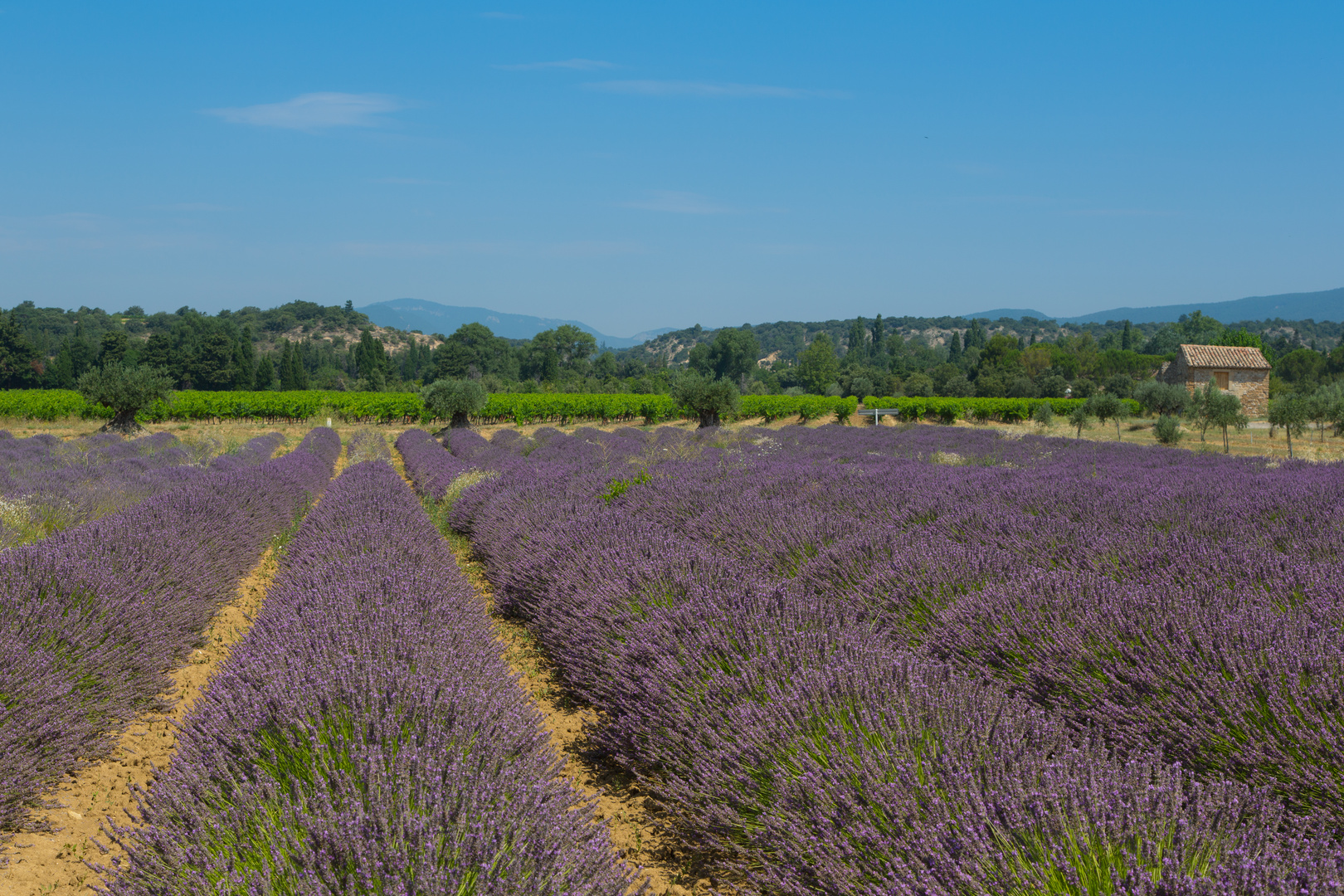 Grüsse aus der Provence