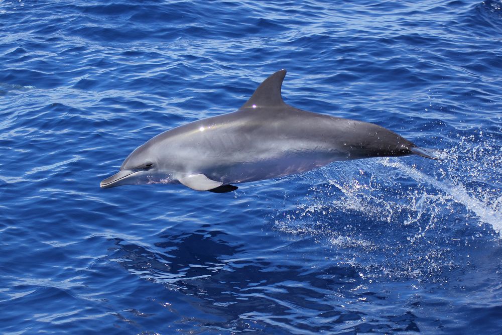 Grüße aus La Gomera