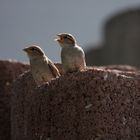 Grüße aus meinem Garten 1