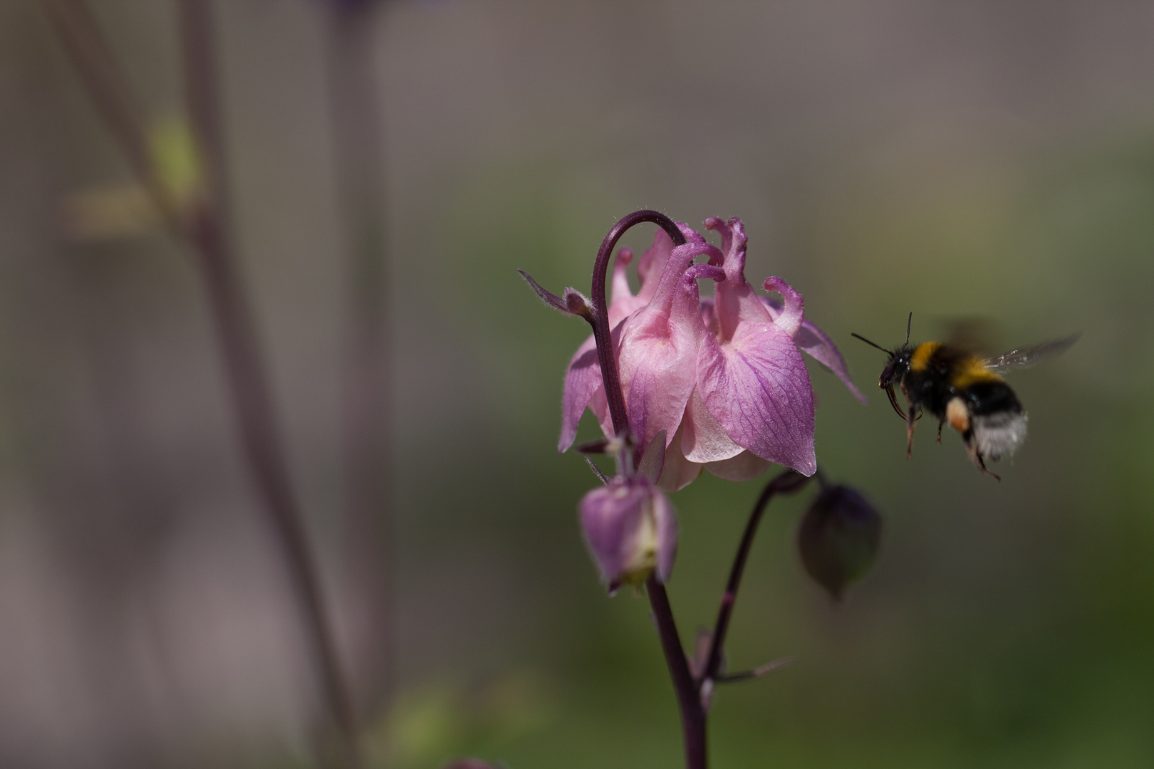 Grüße aus meinem Garten 2