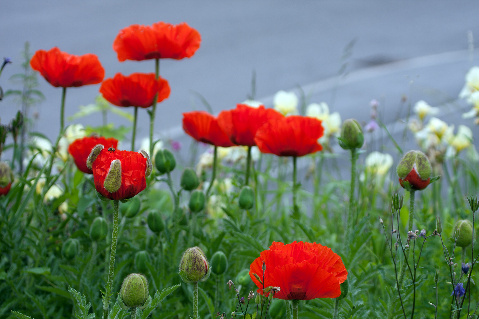 Grüße aus meinem Garten 3 Foto & Bild | jahreszeiten ...