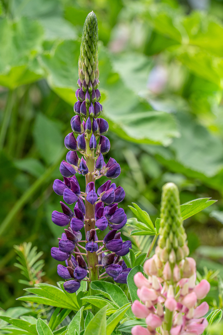 Grüße aus unserem Garten III