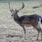 Grüße vom Damhirsch