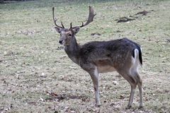 Grüße vom Damhirsch