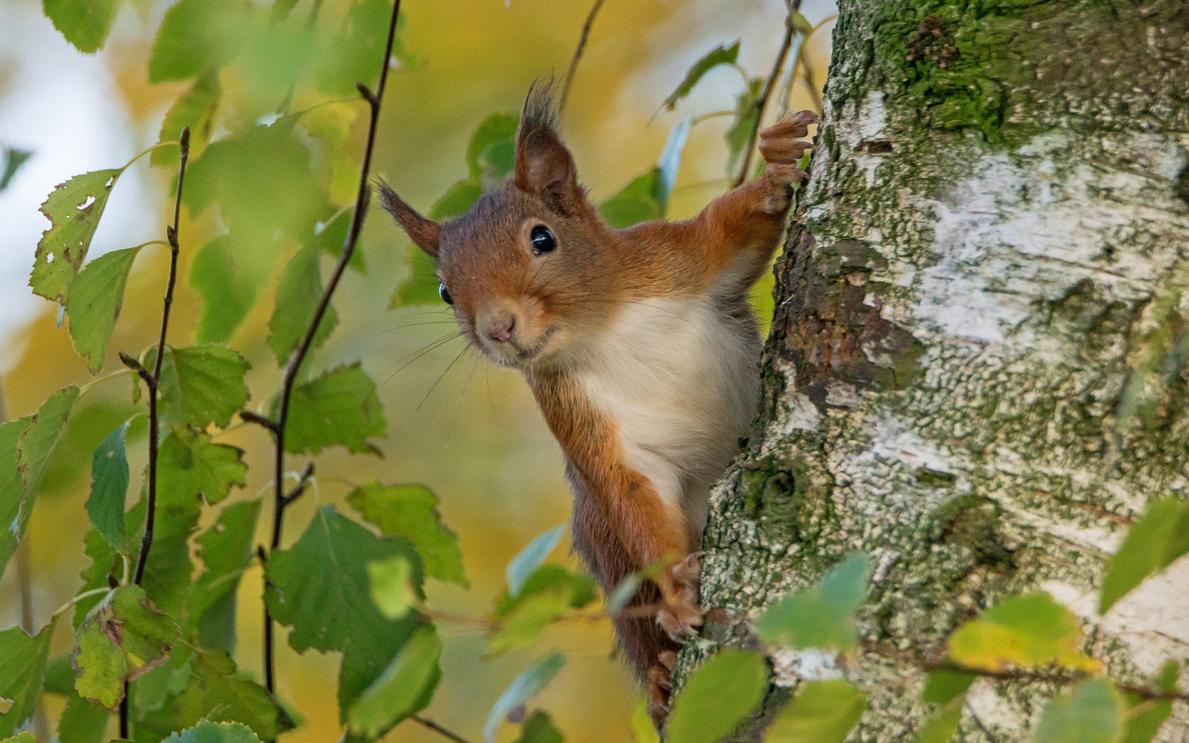 Grüße vom Eichhörnchen