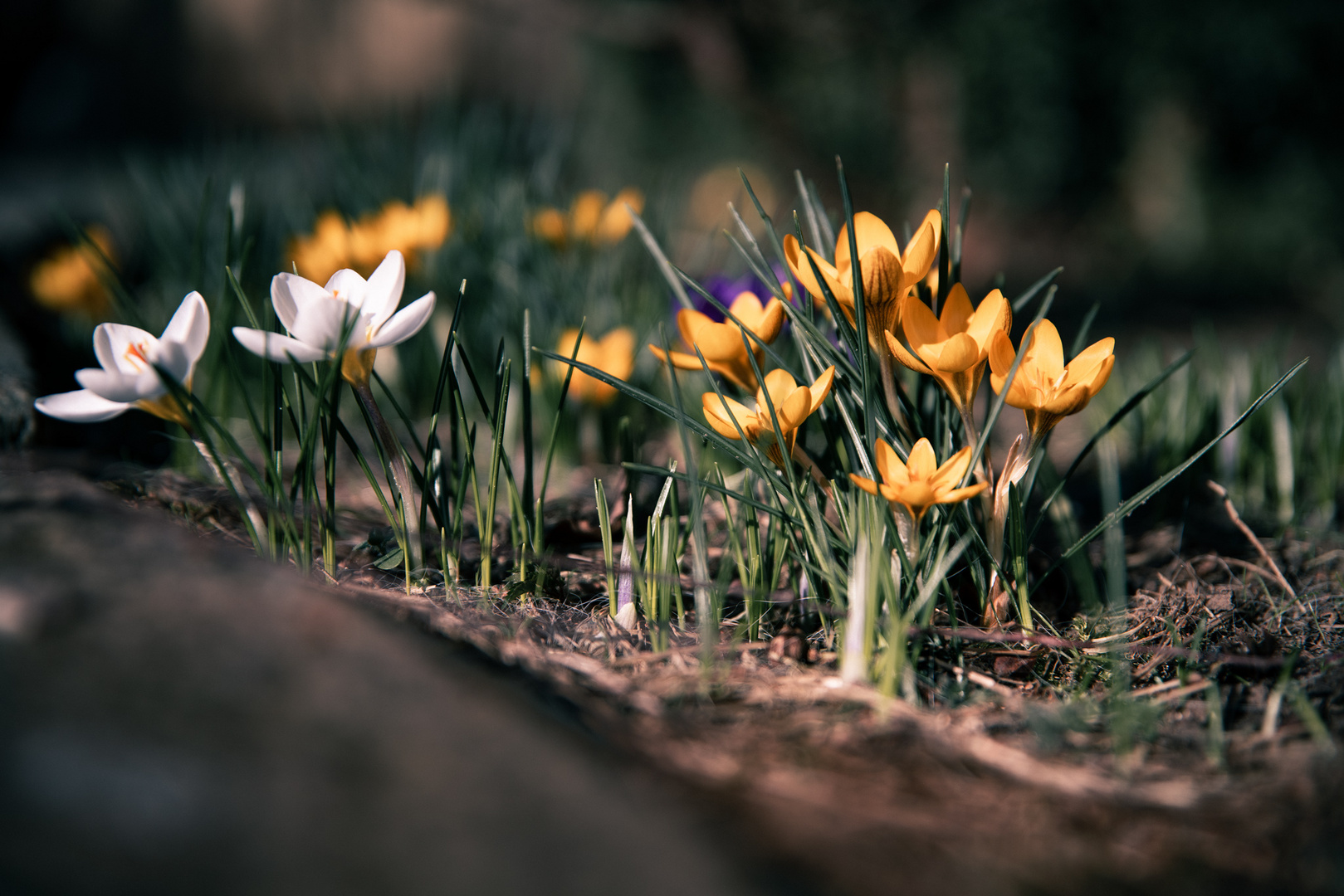 Grüße vom Frühling