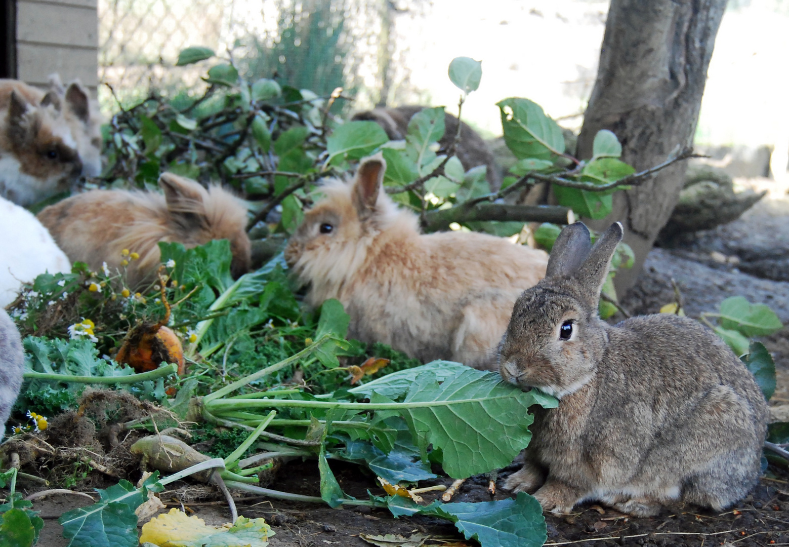 Grüße vom Hoppelgarten