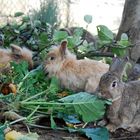 Grüße vom Hoppelgarten