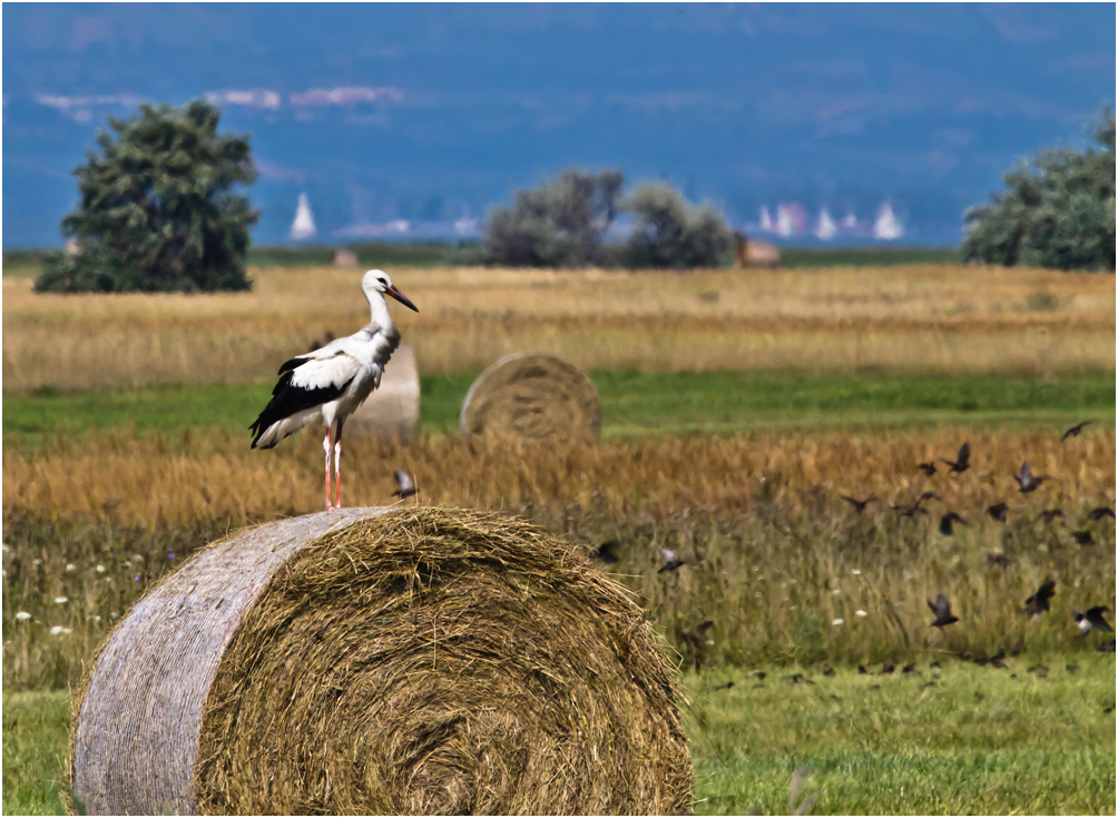 Grüße vom Neusiedler See