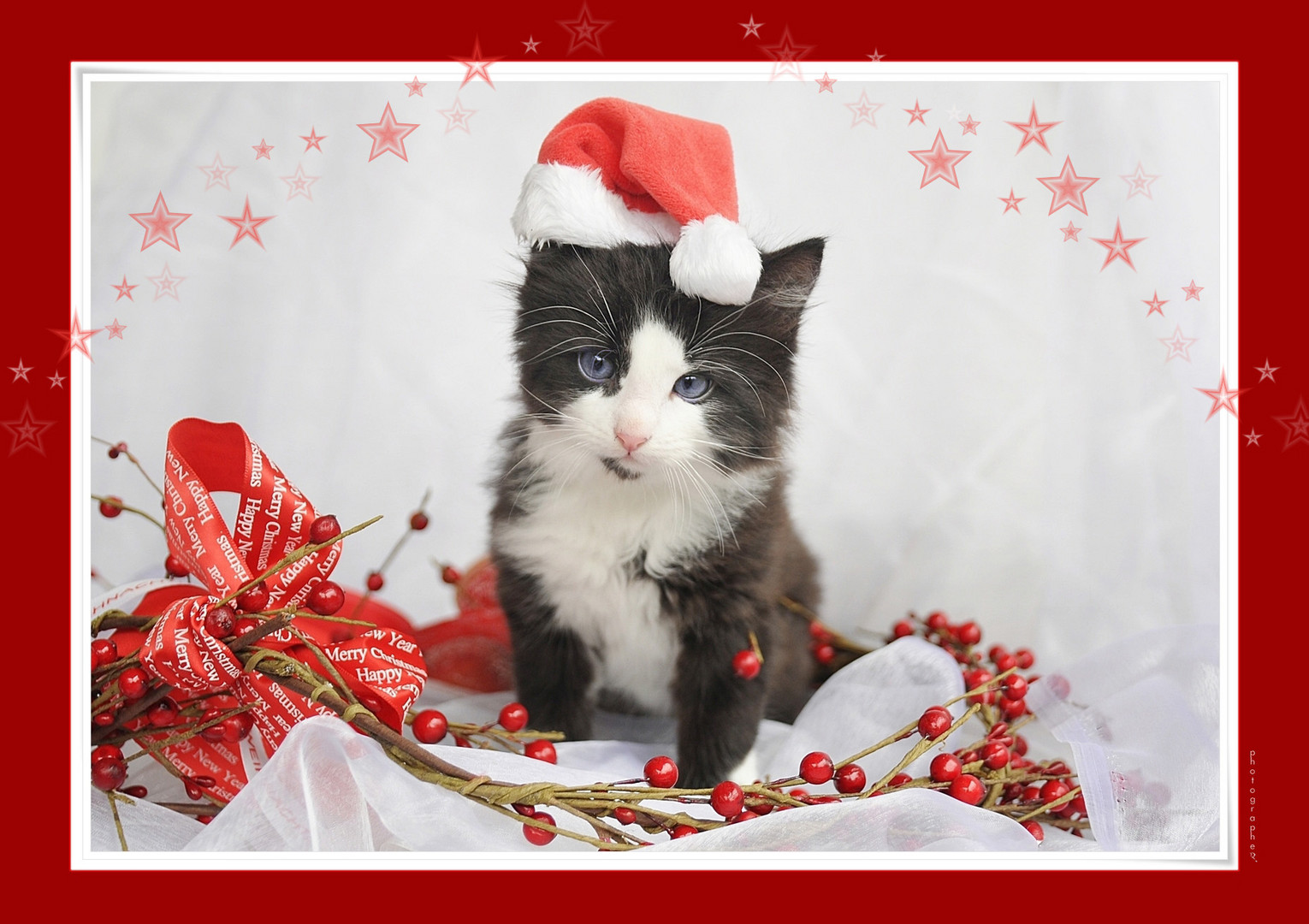 Grusse Vom Nikolaus Foto Bild Karten Und Kalender Weihnachtskarten Weihnachtstierchen Bilder Auf Fotocommunity