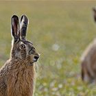 Grüße vom Osterhasen