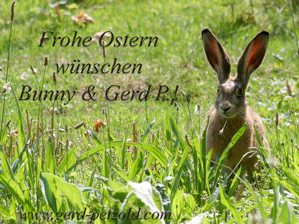 Grüße vom Osterhasen