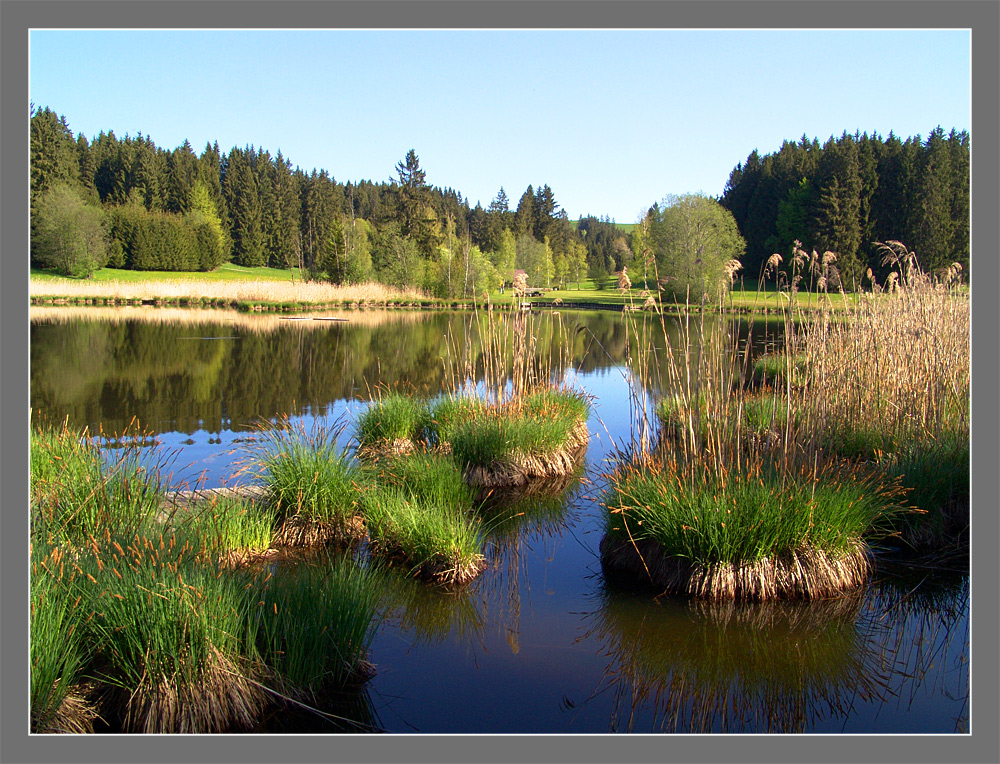 Grüsse vom Waldsee