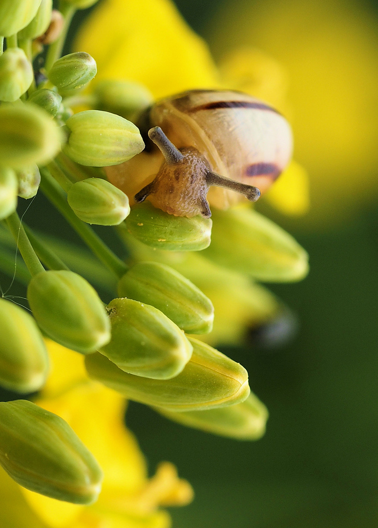 Grüße von der kleinen Schnecke..