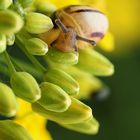 Grüße von der kleinen Schnecke..