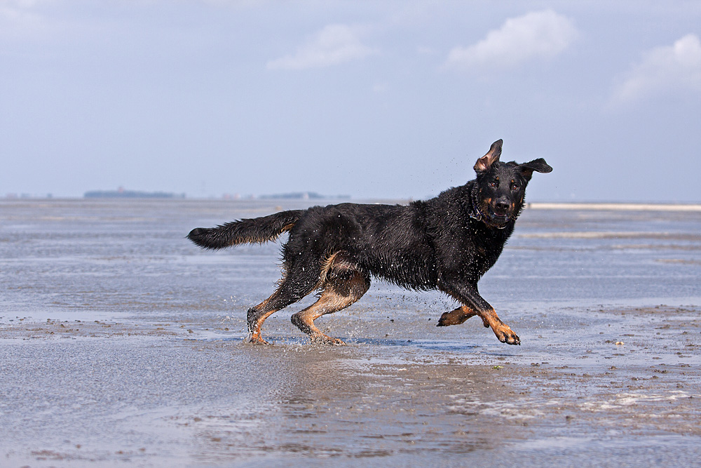 ...Grüße von der Nordsee...