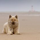 ...Grüße von der Nordsee...